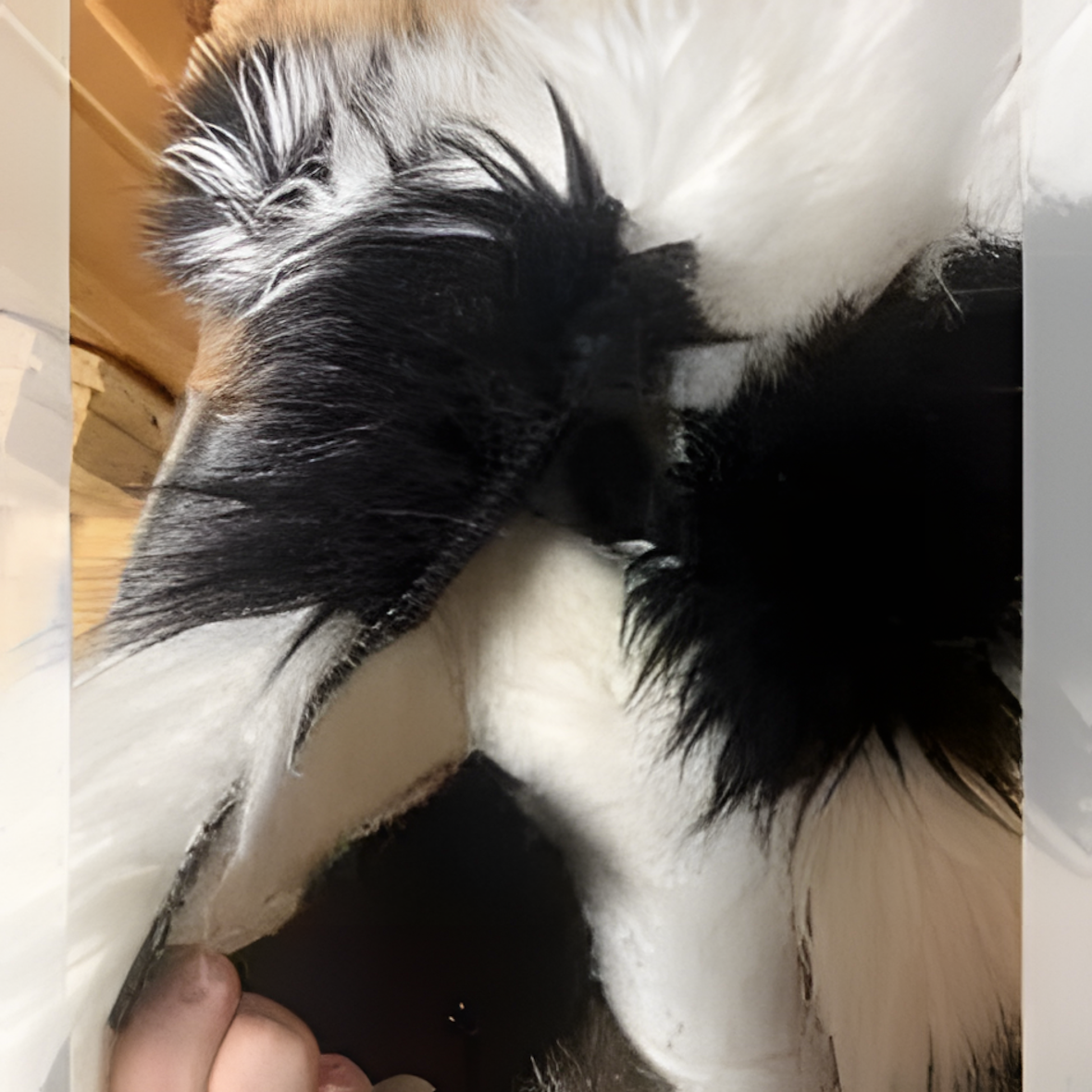 Fursuit Darcy, raptor