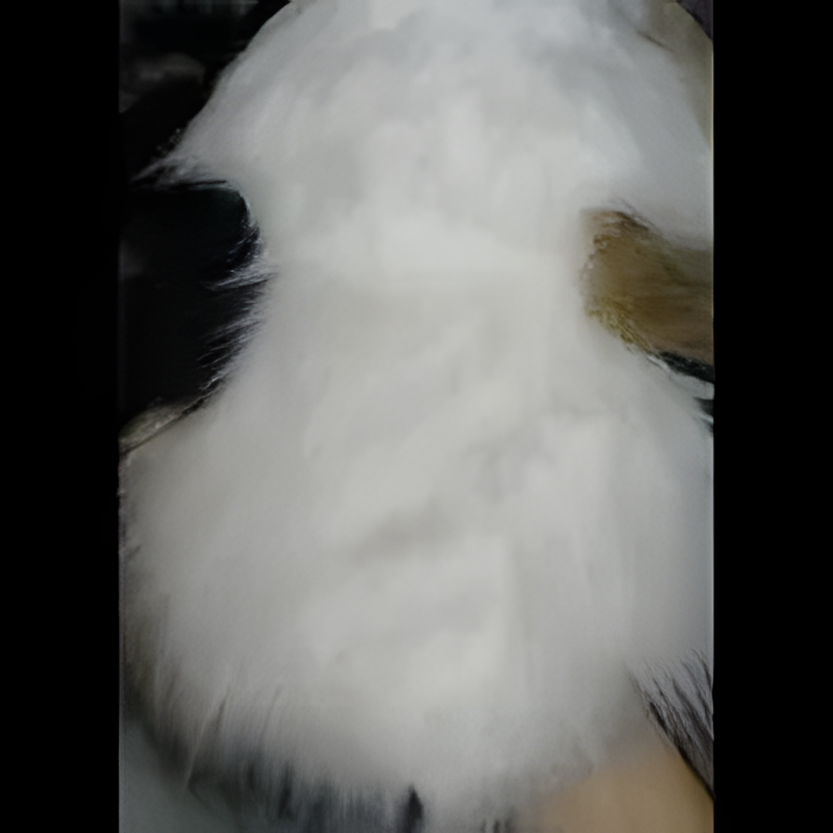 Fursuit sale (3)