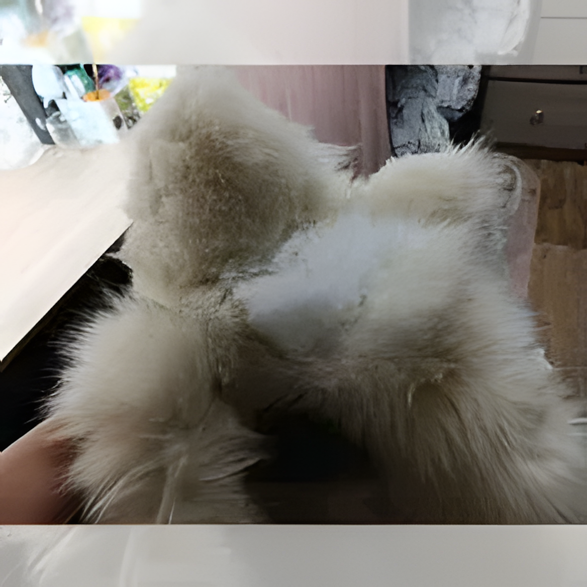 Fursuit, Trixie Cat