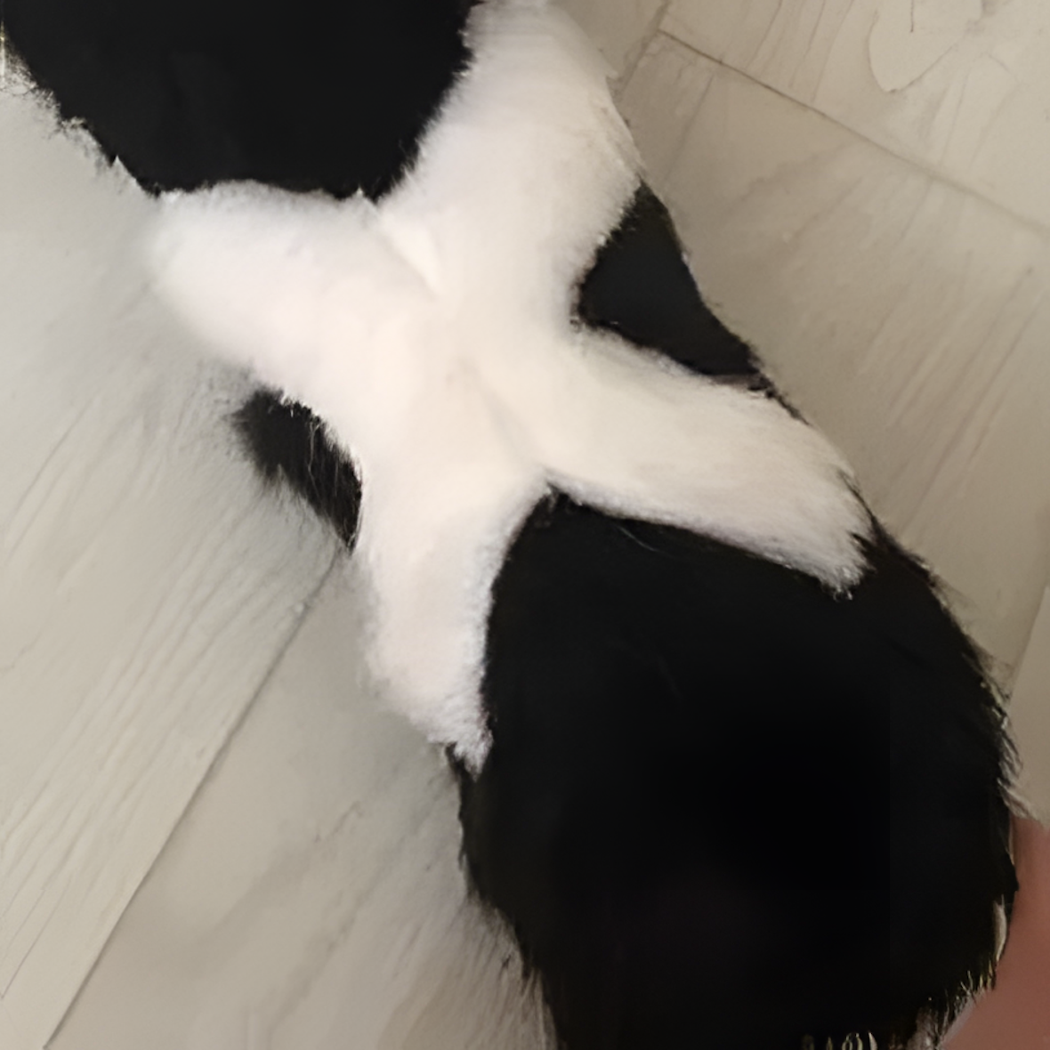 Cat fursuit