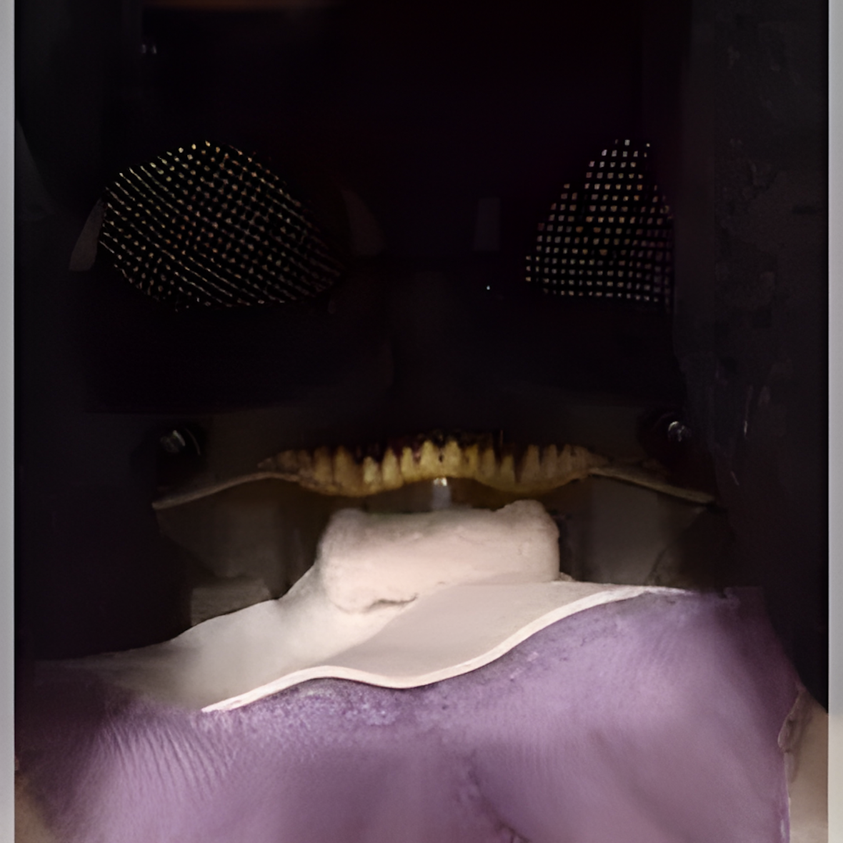 Furry raptor mask