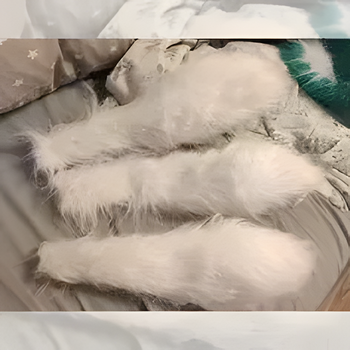 Furry suit, fur suit