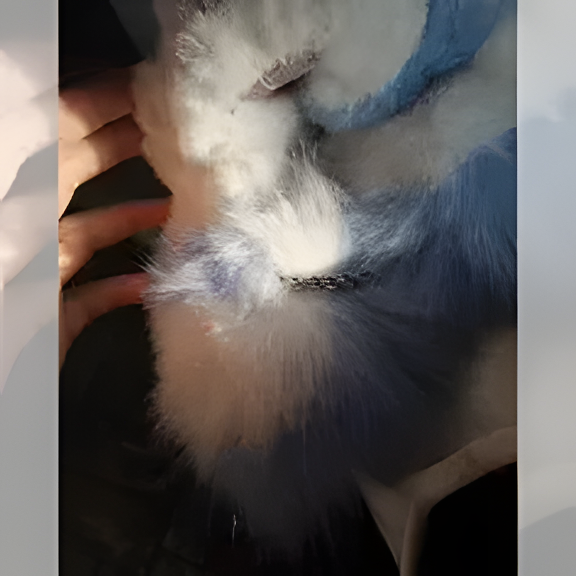 Fursuit (18)
