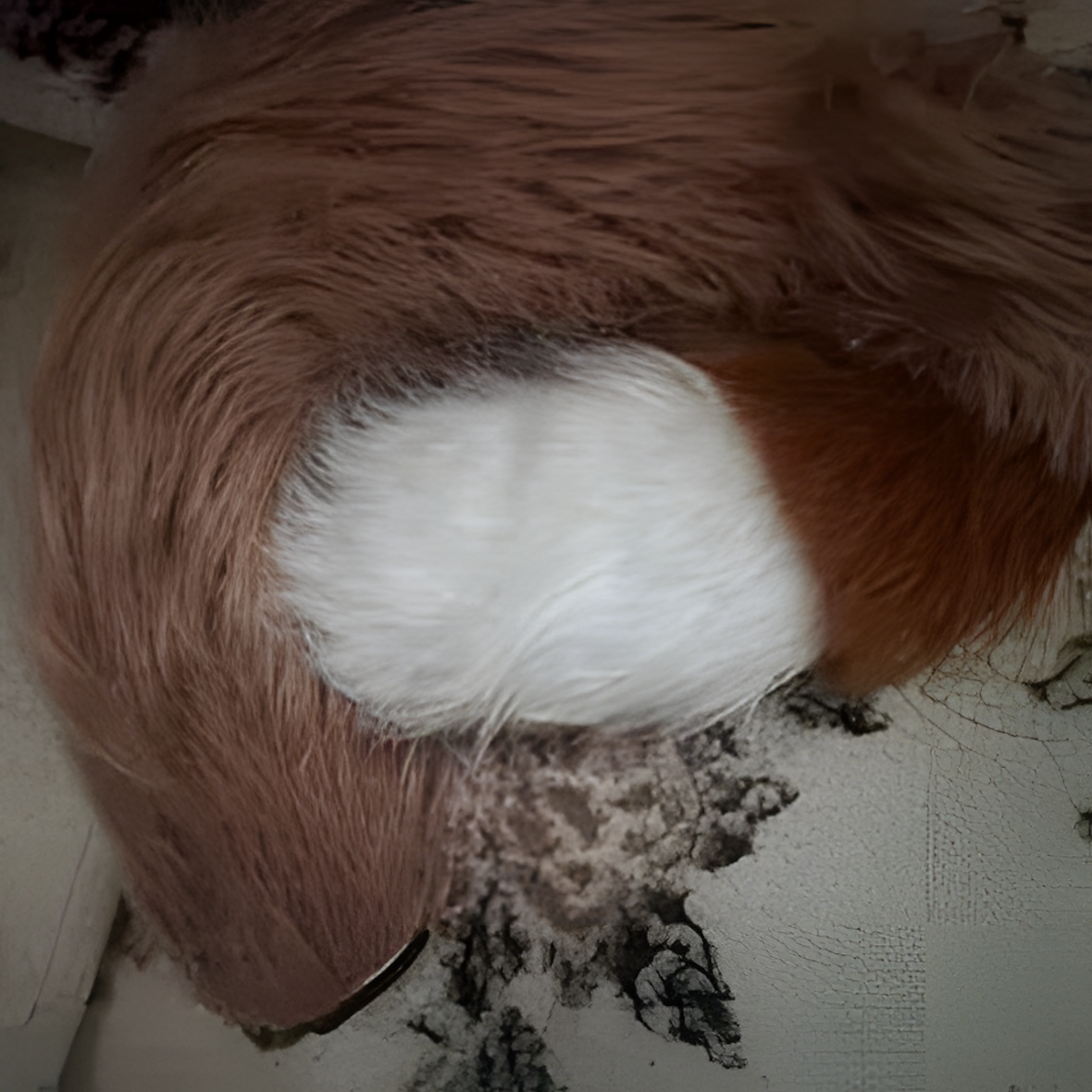 Cat fursuit (3)